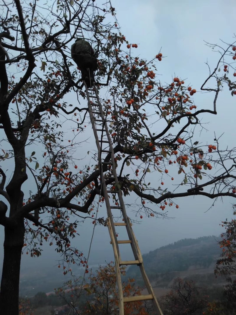 柿饼霜降流心独立包装吊干农家自制出口特级胜柿子饼富