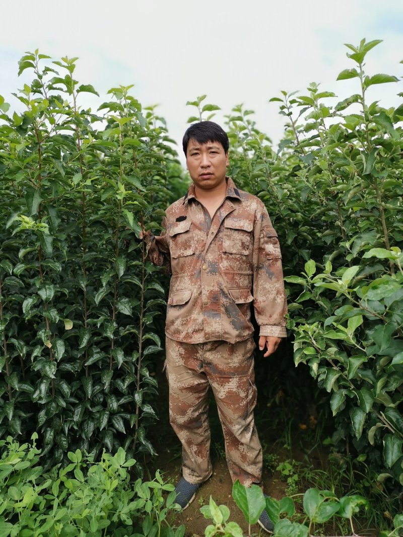 鸡心果苗，辽宁鸡心果苗，鸡心果树苗，辽宁鸡心果树苗