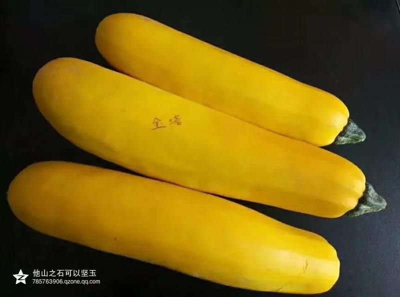 香蕉西葫芦笋瓜种子金塔香蕉笋瓜黄色西葫芦种子
