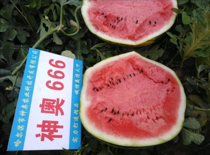 神奥666精品西瓜种子皮色绿瓤色红产量高皮薄坚韧耐储运