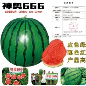 神奥666精品西瓜种子皮色绿瓤色红产量高皮薄坚韧耐储运
