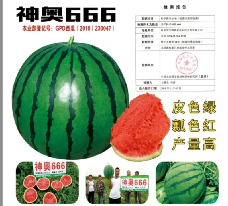 神奥666精品西瓜种子皮色绿瓤色红产量高皮薄坚韧耐储运
