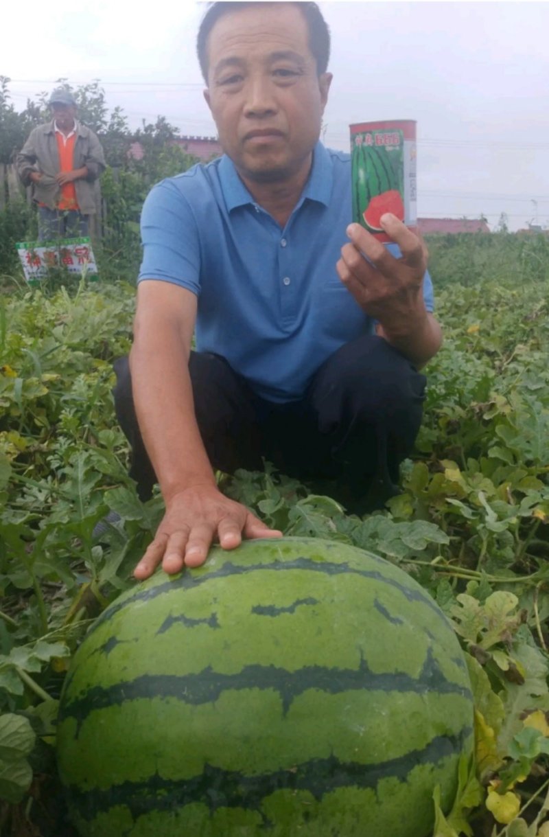 神奥666精品西瓜种子皮色绿瓤色红产量高皮薄坚韧耐储运