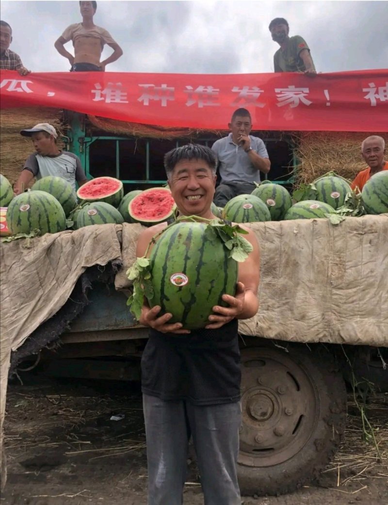神奥666精品西瓜种子皮色绿瓤色红产量高皮薄坚韧耐储运