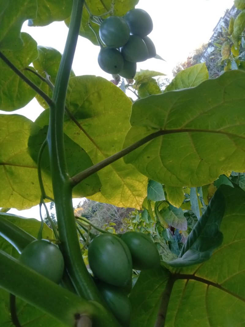 树番茄