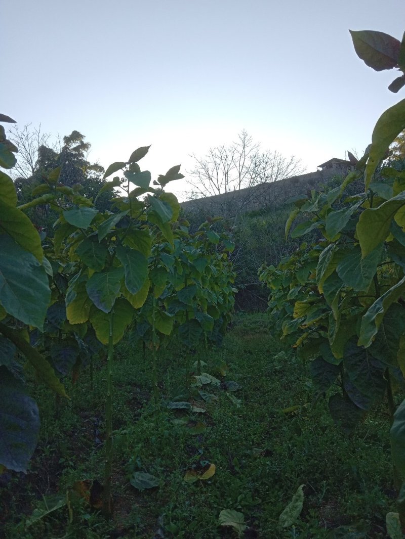 树番茄