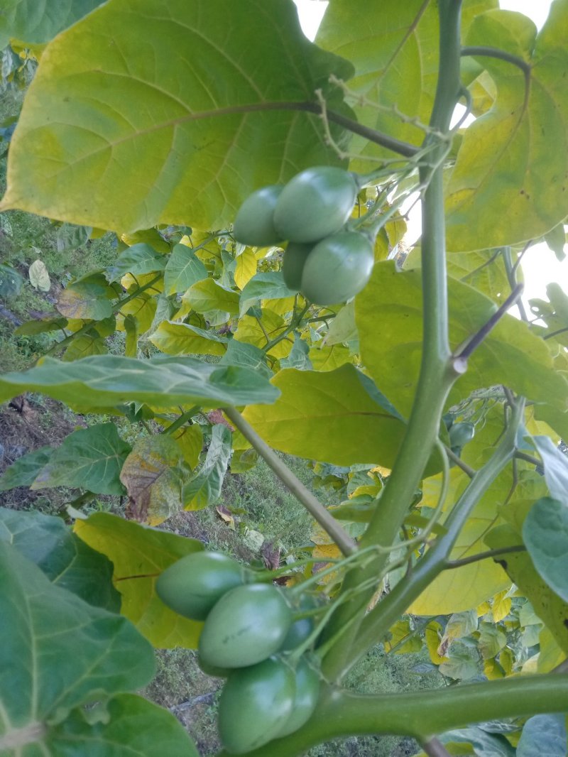 树番茄