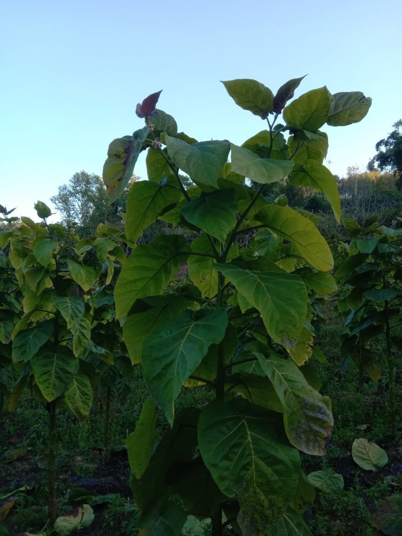 树番茄