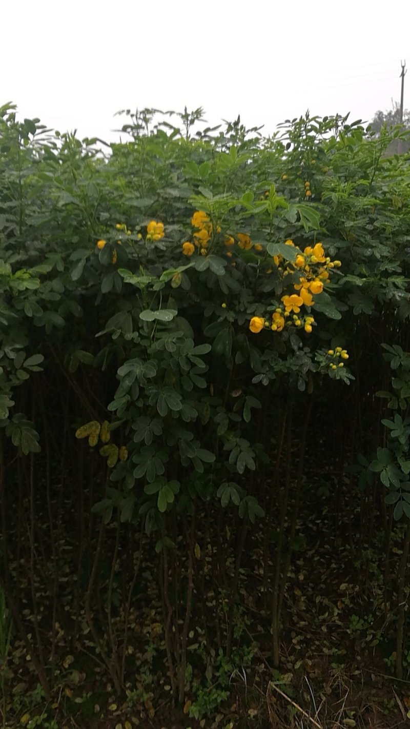 黄花槐黄槐隆昌黄花槐高杆，低杆，丛生