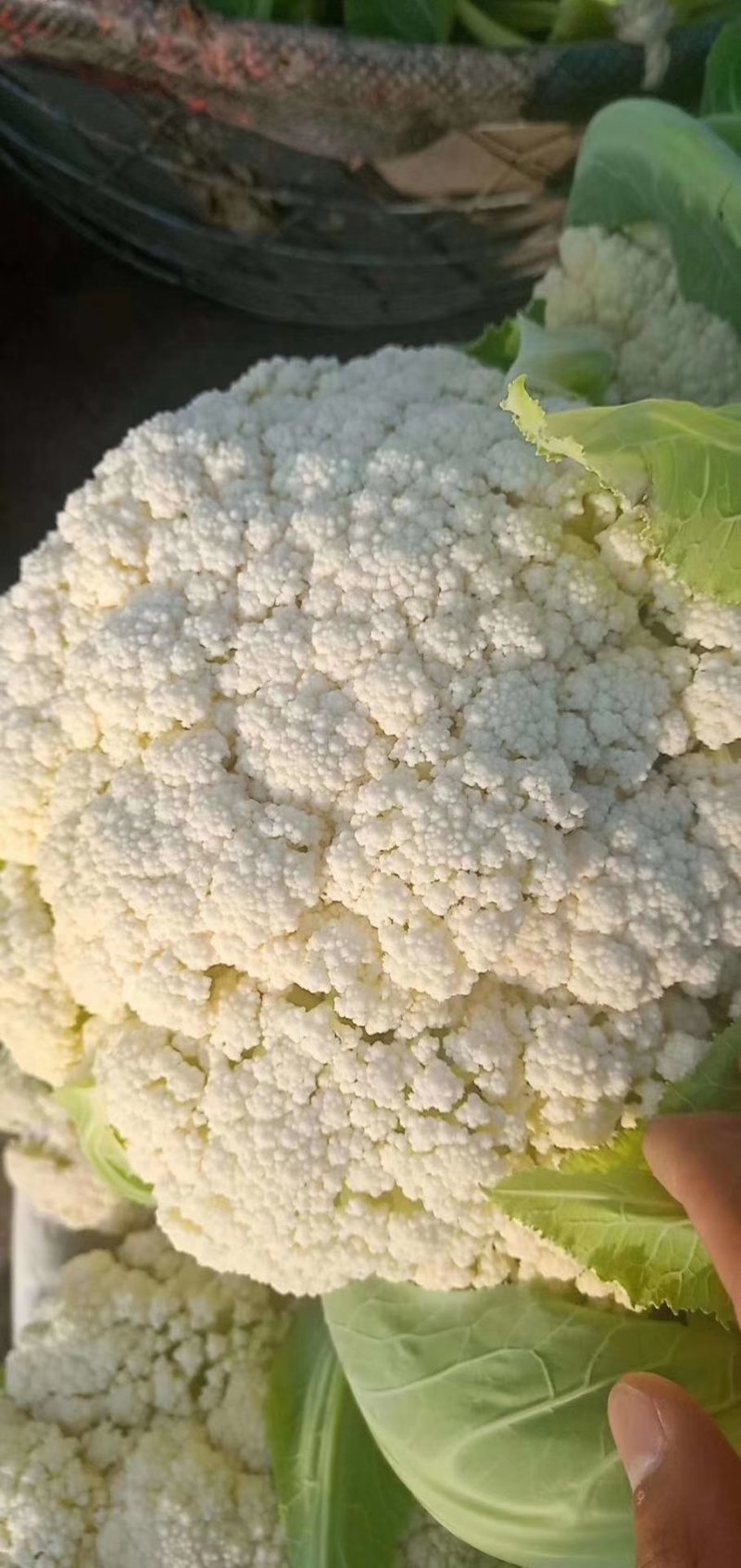 大量菜花上市，小米散花，80.85需要的老板联系
