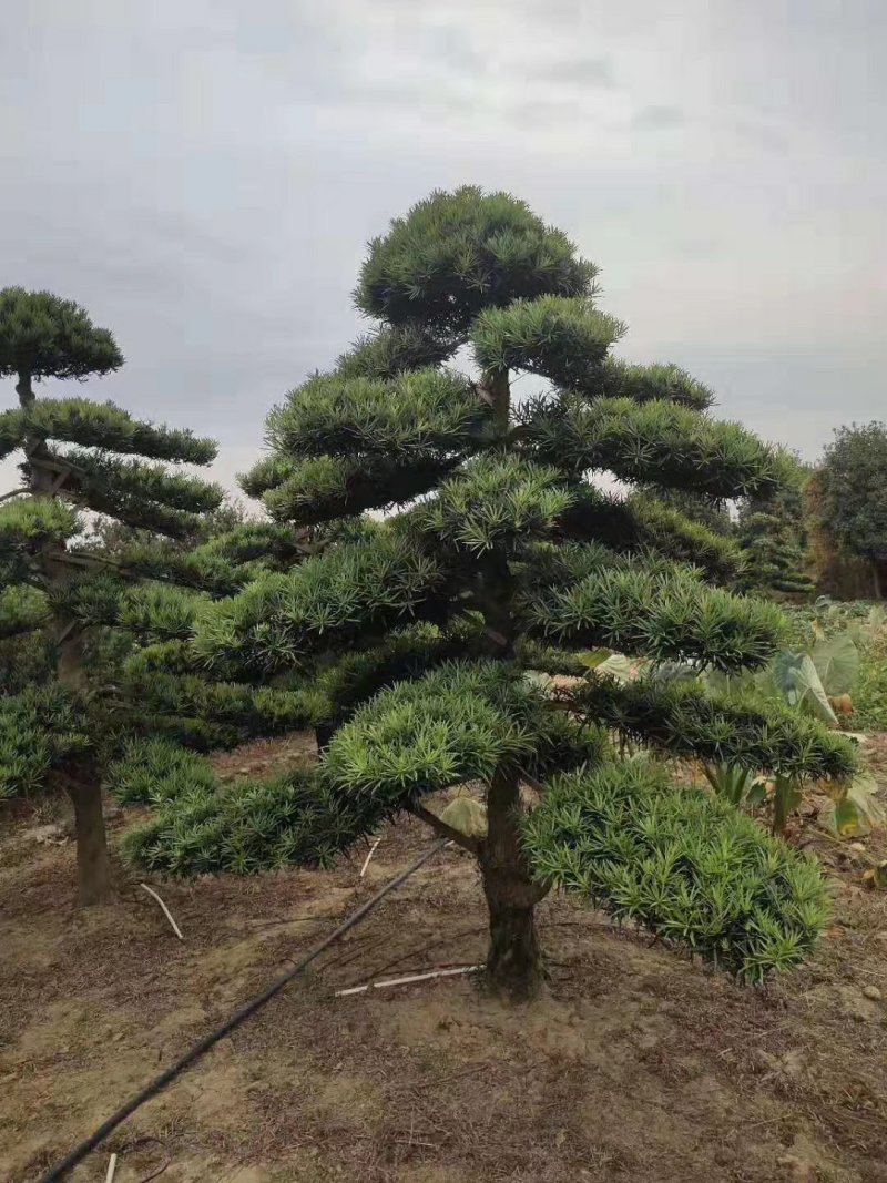 异形造型罗汉松、精品造型罗汉松价格，湖南精品罗汉松
