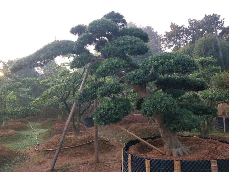 异形造型罗汉松、精品造型罗汉松价格，湖南精品罗汉松