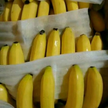 百感果