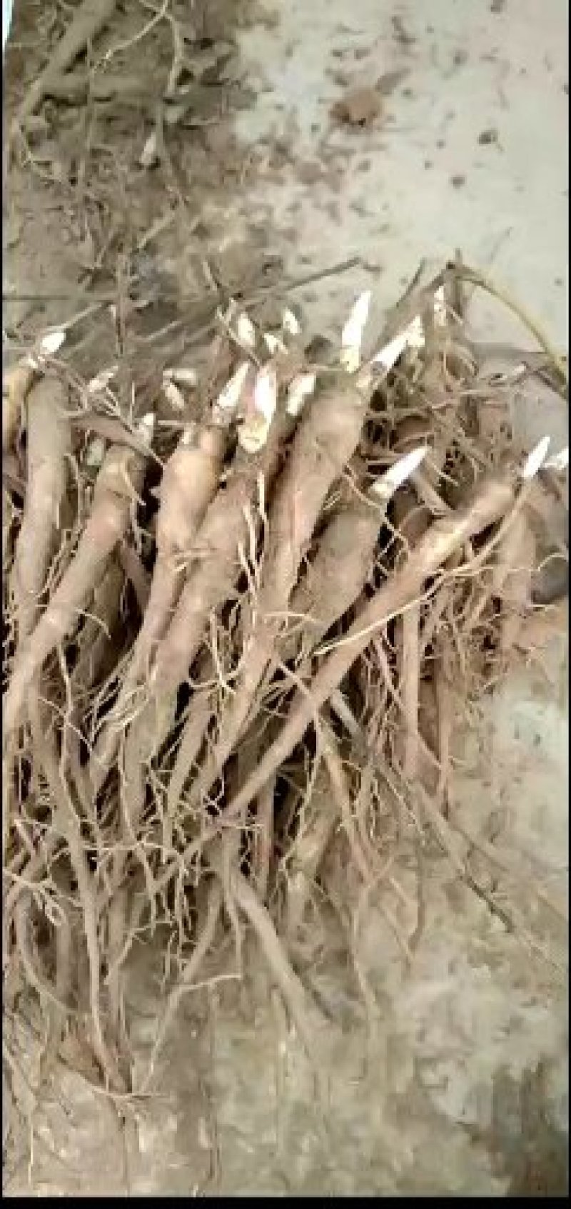 芍药苗芍药苗优质改良芍药苗