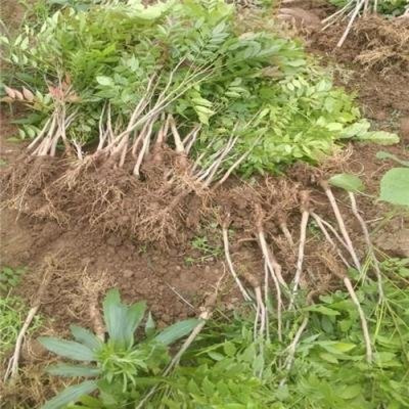 紫藤紫藤小苗采摘园凉亭爬藤苗成活率极好死苗补发