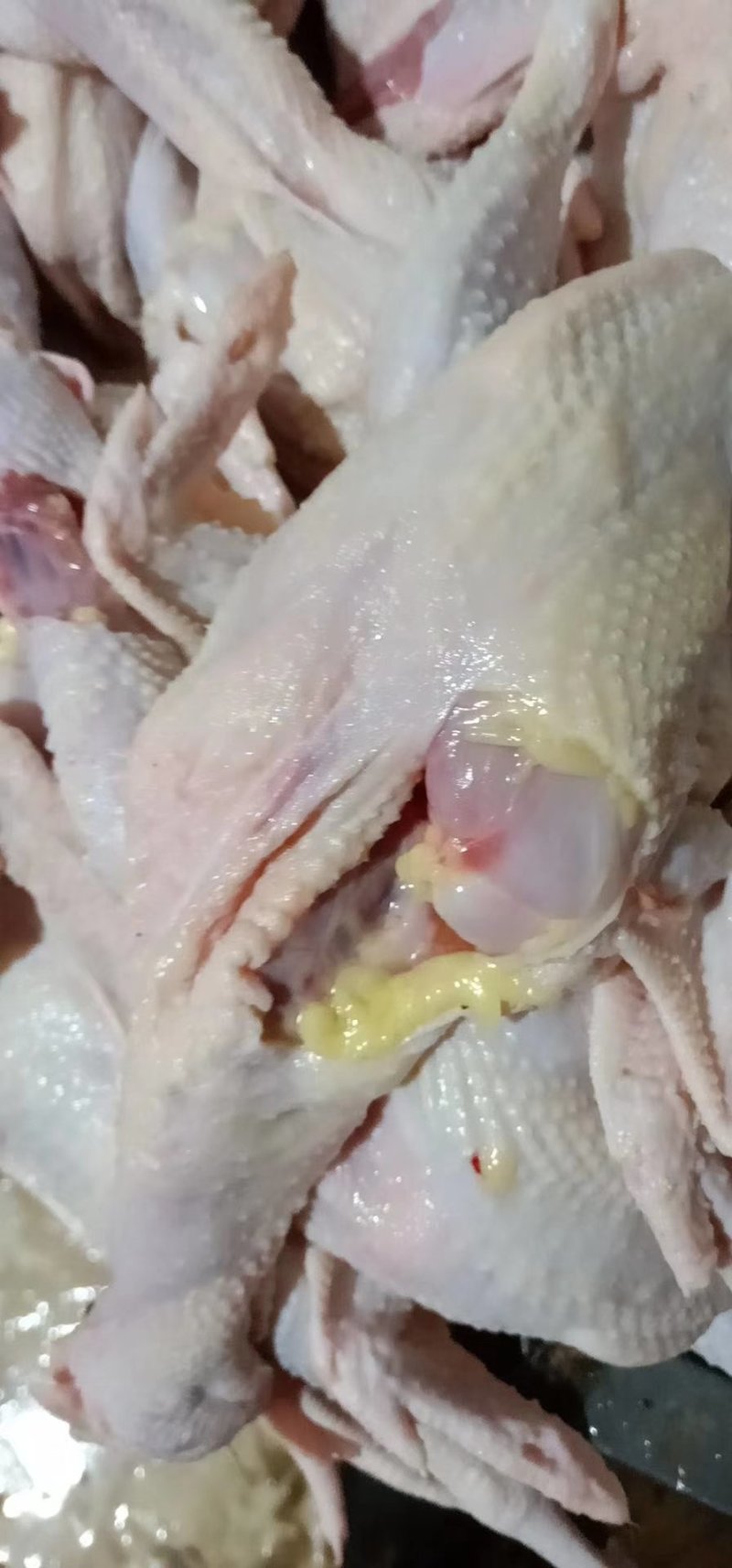 白条鸡，三黄鸡，麻鸡，量大价优