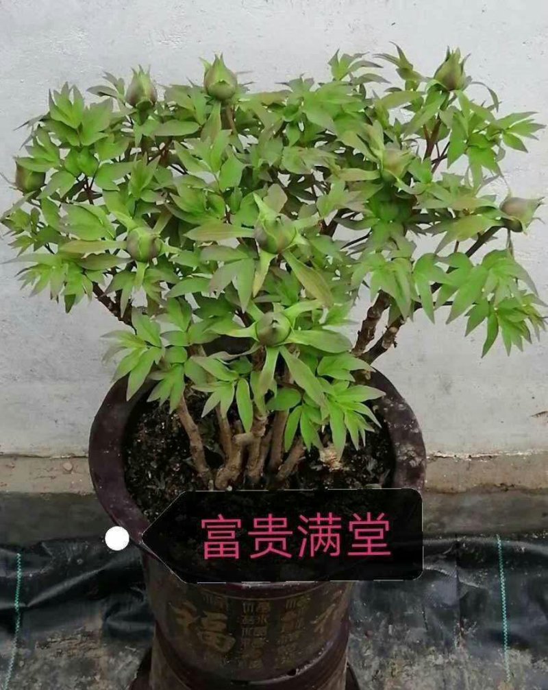 春节催花牡丹，保开花观赏牡丹花菏泽正宗盆栽千层重瓣牡丹原