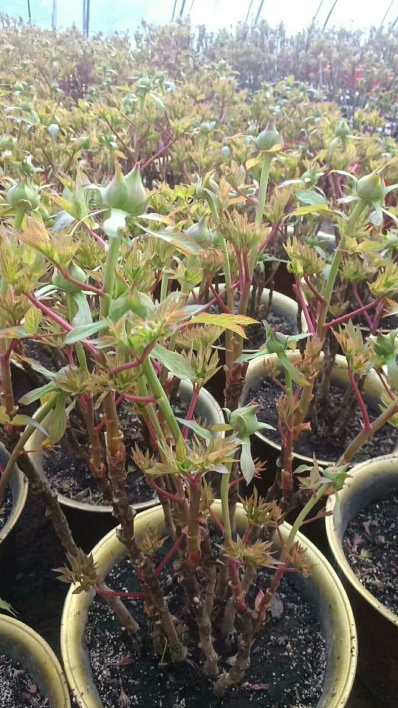 春节催花牡丹，保开花观赏牡丹花菏泽正宗盆栽千层重瓣牡丹原