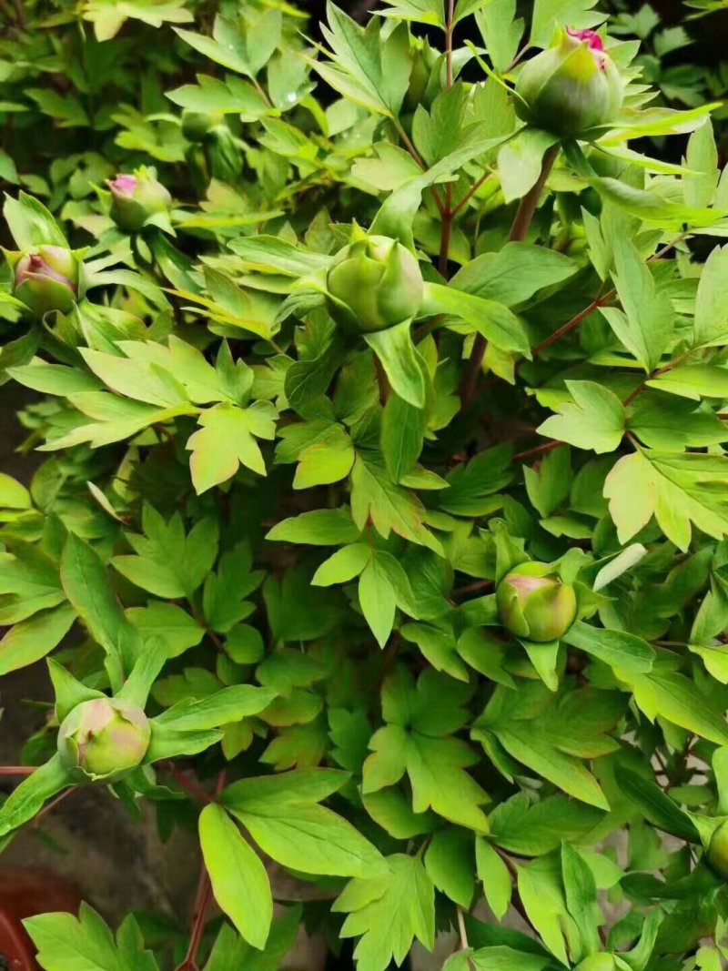 春节催花牡丹，保开花观赏牡丹花菏泽正宗盆栽千层重瓣牡丹原