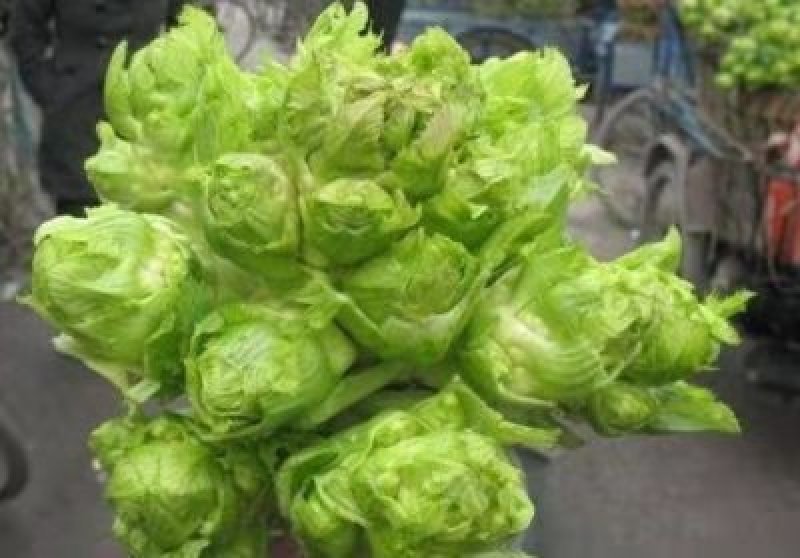 四川精品儿儿菜抱儿菜泡菜专供基地专业代办