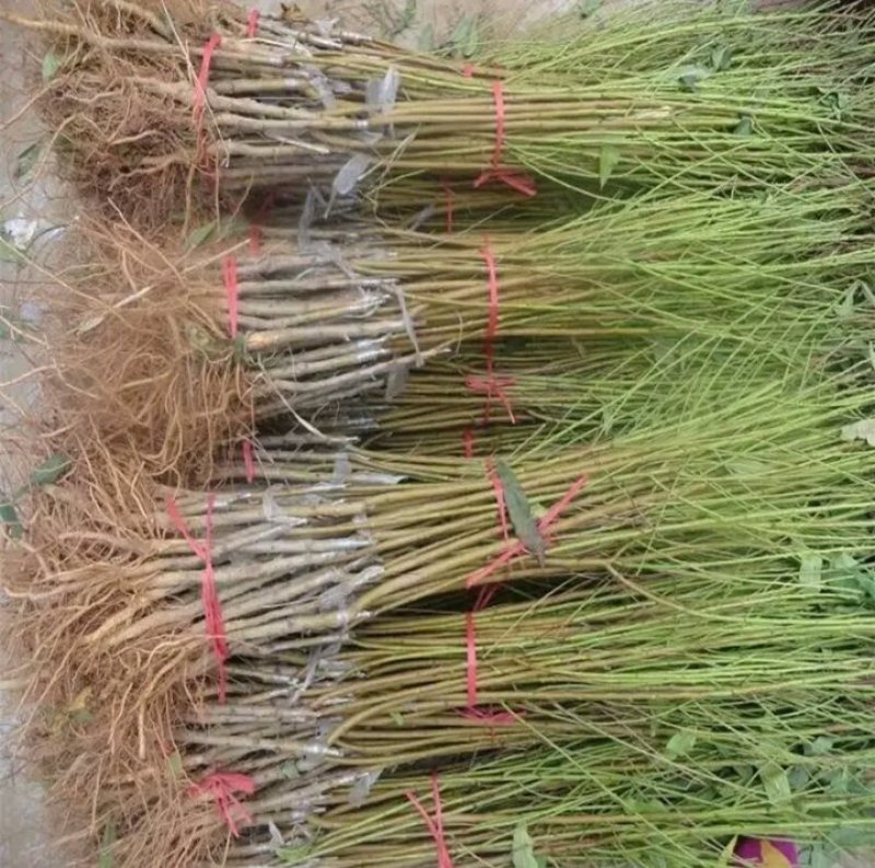 新品种黑桃皇后桃树苗《速生生长结果快》成活率高