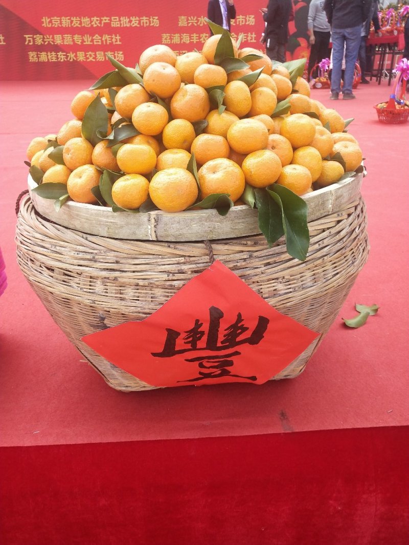 荔浦砂糖桔30-40果径特级精品5斤包邮新鲜采摘品质保证