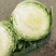 【诚信经营】湖北甘蓝产地直发，精品小平包菜！量大从优！