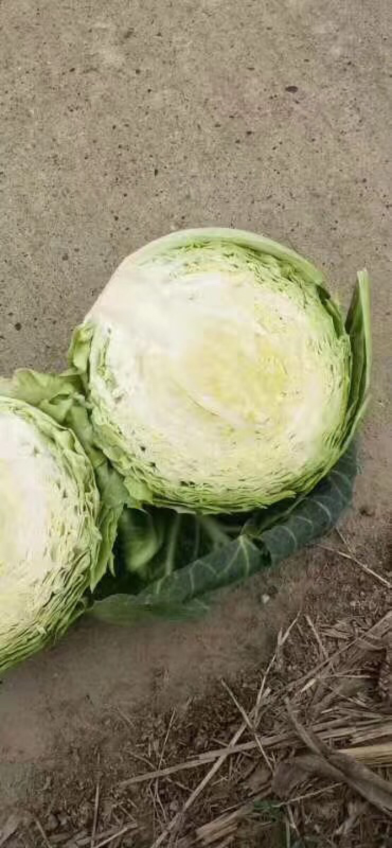 【诚信经营】湖北甘蓝产地直发，精品小平包菜！量大从优！