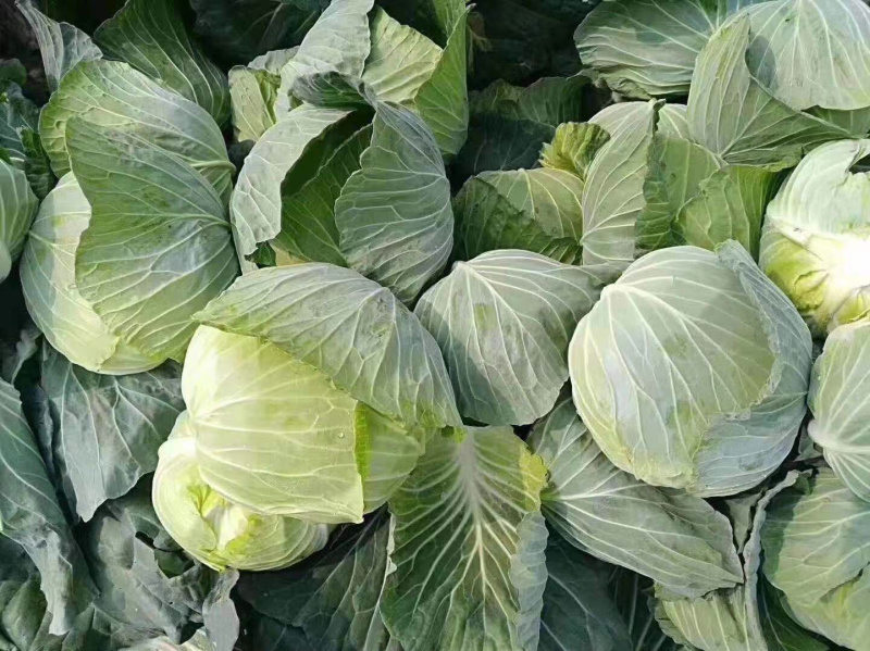 【诚信经营】湖北甘蓝产地直发，精品小平包菜！量大从优！