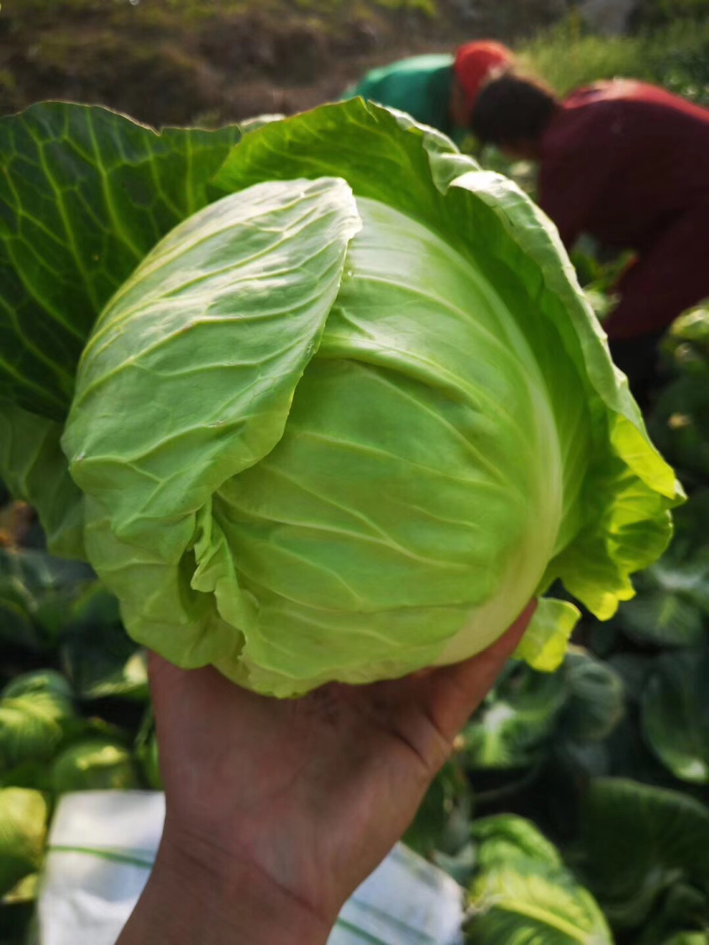 【诚信经营】湖北甘蓝产地直发，精品小平包菜！量大从优！