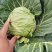 【诚信经营】湖北甘蓝产地直发，精品小平包菜！量大从优！