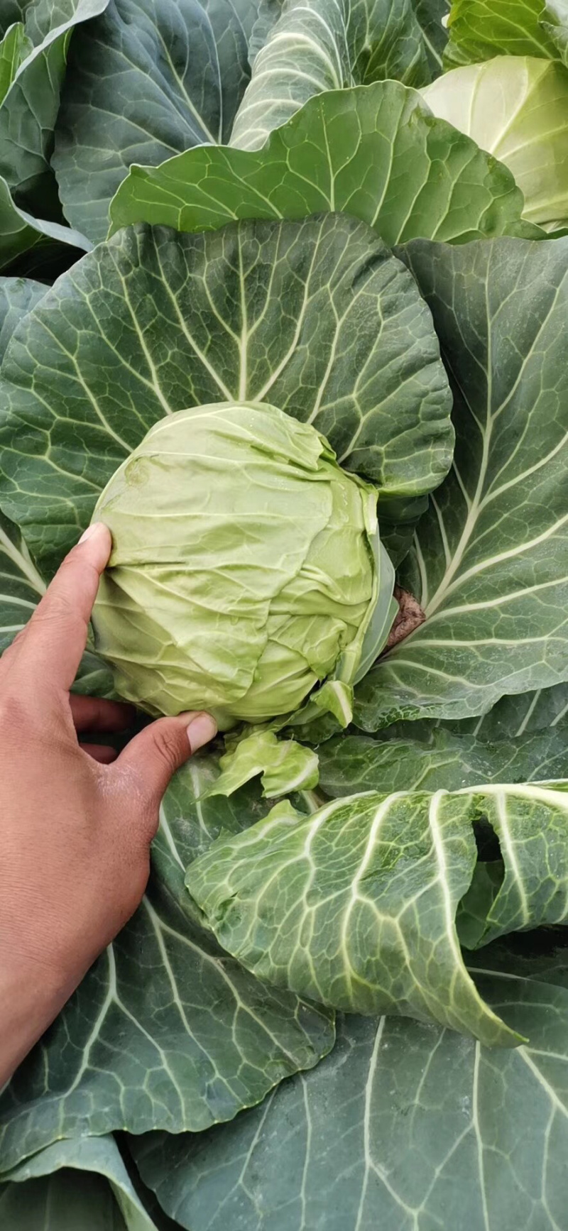 【诚信经营】湖北甘蓝产地直发，精品小平包菜！量大从优！