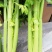 西芹大面积种植