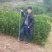 柑桔苗1.5元起红橘苗，爱媛，春见，血橙，脐橙，金秋沙糖