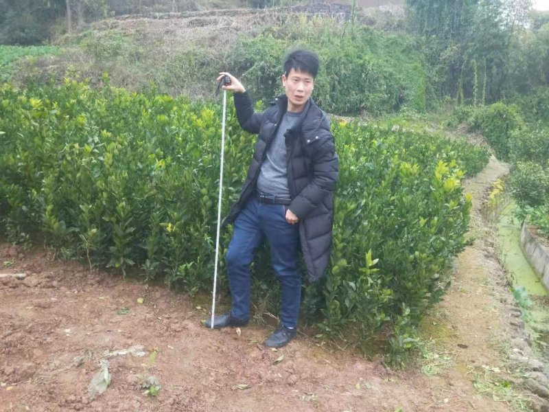 柑桔苗1.5元起红橘苗，爱媛，春见，血橙，脐橙，金秋沙糖