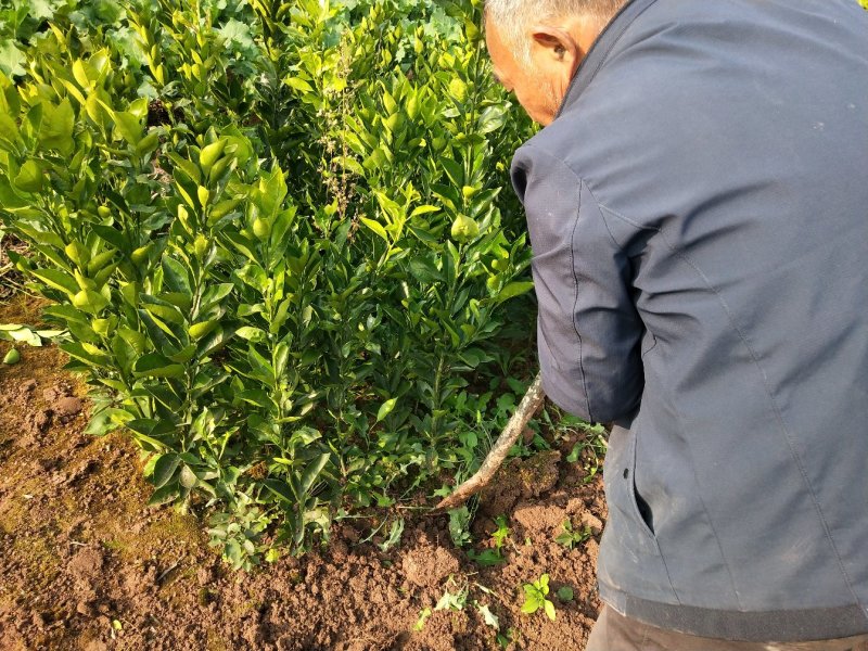 柑桔苗1.5元起红橘苗，爱媛，春见，血橙，脐橙，金秋沙糖