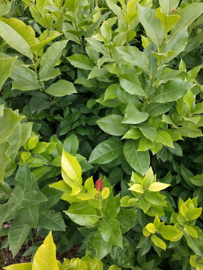 柑桔苗1.5元起红橘苗，爱媛，春见，血橙，脐橙，金秋沙糖