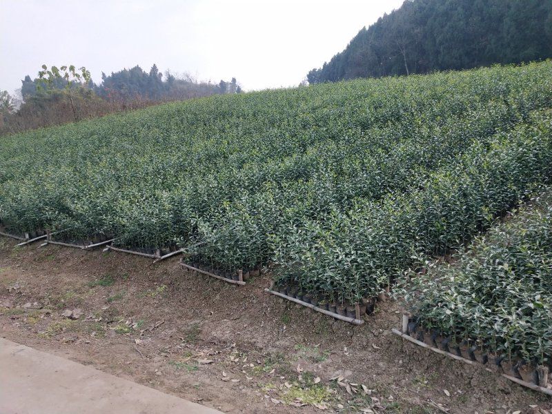 柑桔苗1.5元起红橘苗，爱媛，春见，血橙，脐橙，金秋沙糖