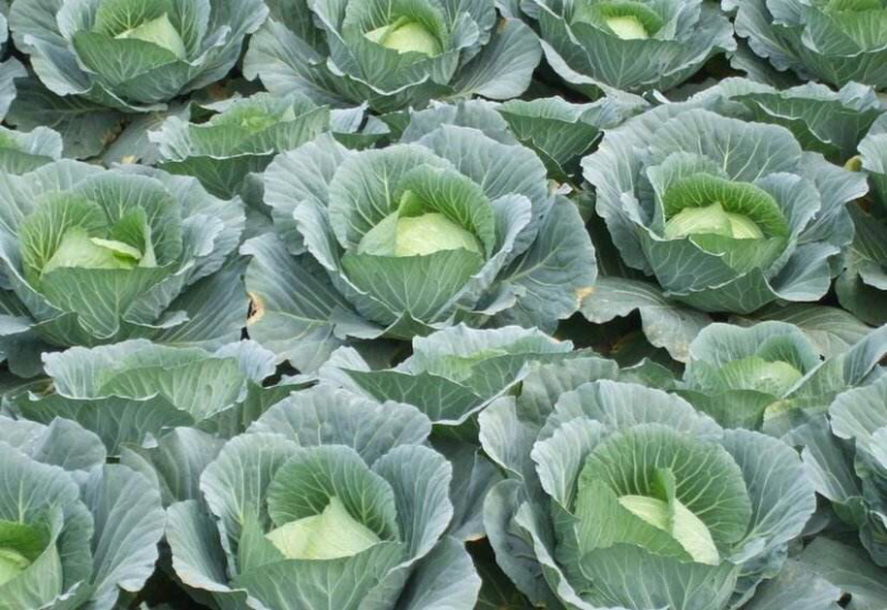 【诚信经营】湖北甘蓝产地直发，精品小平包菜！量大从优！