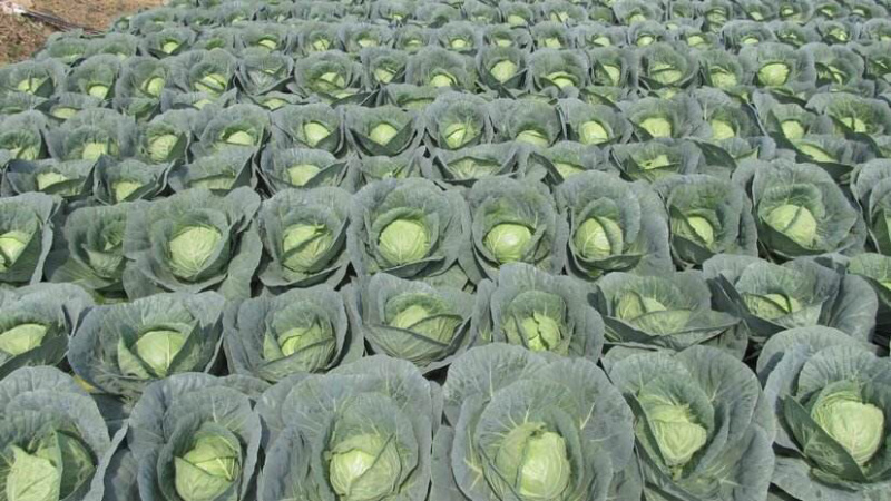 【诚信经营】湖北甘蓝产地直发，精品小平包菜！量大从优！