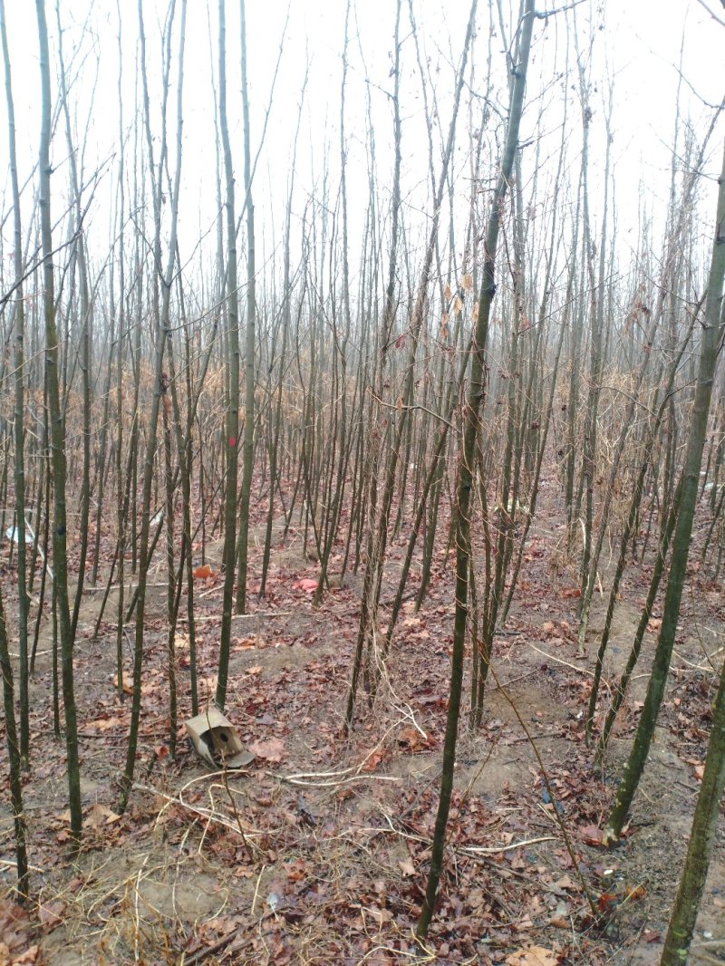 法桐速生法桐基地大量低价供应苗圃苗原生冠截杆发冒悬铃木