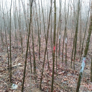 法桐速生法桐基地大量低价供应苗圃苗原生冠截杆发冒悬铃木