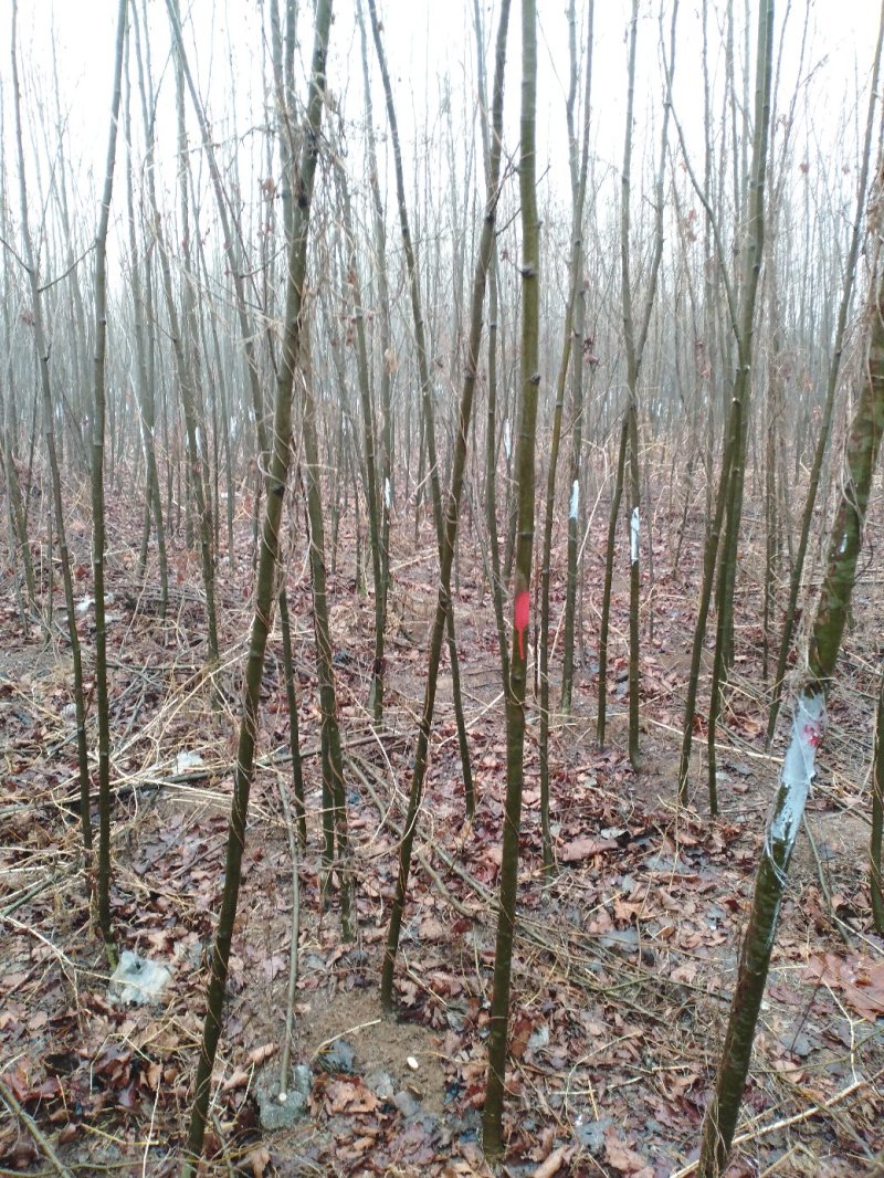 法桐速生法桐基地大量低价供应苗圃苗原生冠截杆发冒悬铃木