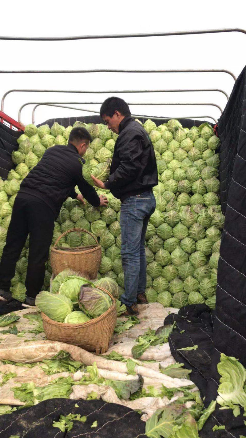 【诚信经营】湖北甘蓝产地直发，精品小平包菜！量大从优！