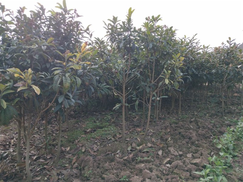橘子苗，红橘苗，爱媛，春见，血橙，脐橙，金秋沙糖