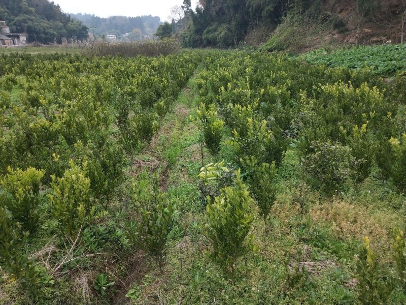 橘子苗，红橘苗，爱媛，春见，血橙，脐橙，金秋沙糖