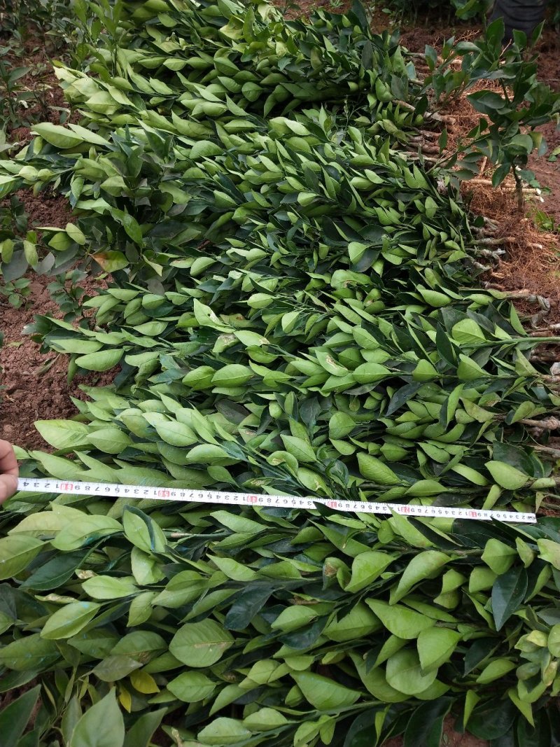 橘子苗，红橘苗，爱媛，春见，血橙，脐橙，金秋沙糖