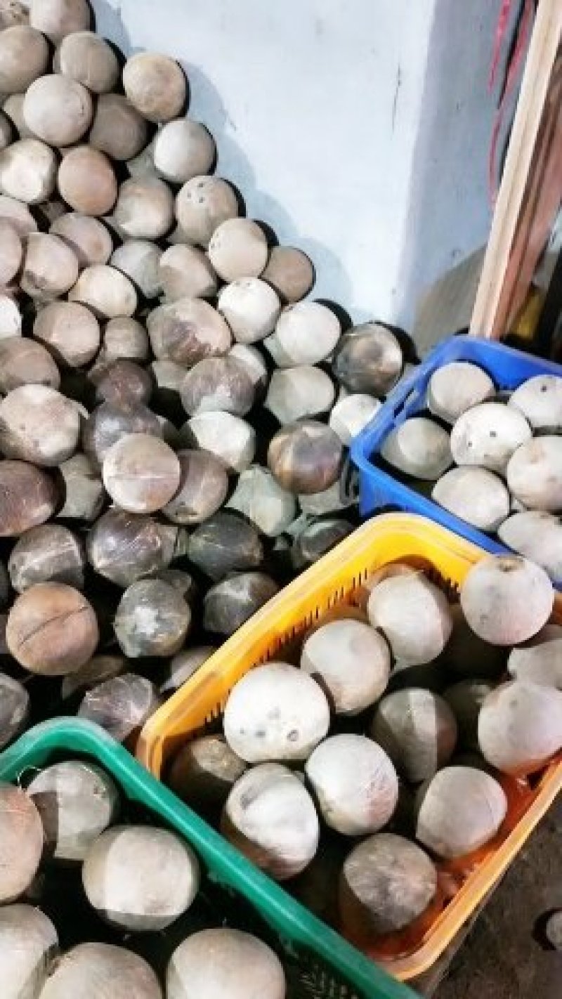 越南老椰椰皇热带椰子椰盅酒店炖品店甜品店不包邮物流提付