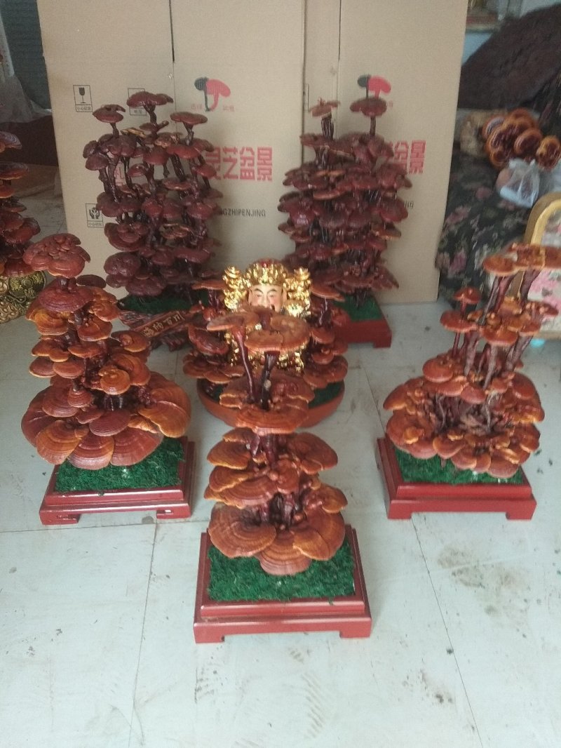 三层灵芝盆景桌面长青植物四季菌种容易养活欢迎咨询