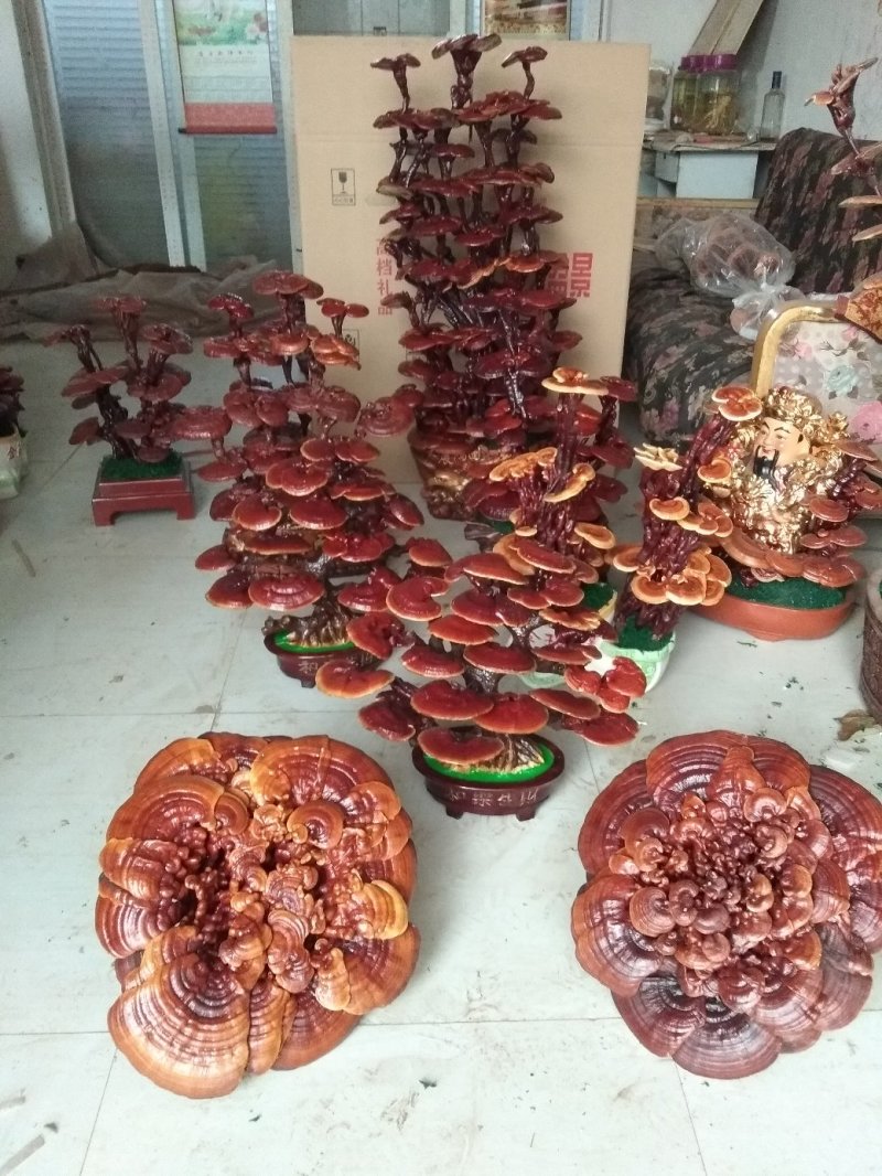 三层灵芝盆景桌面长青植物四季菌种容易养活欢迎咨询